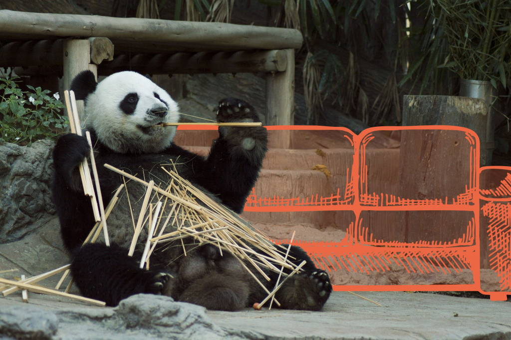 Panda mampft Bambus